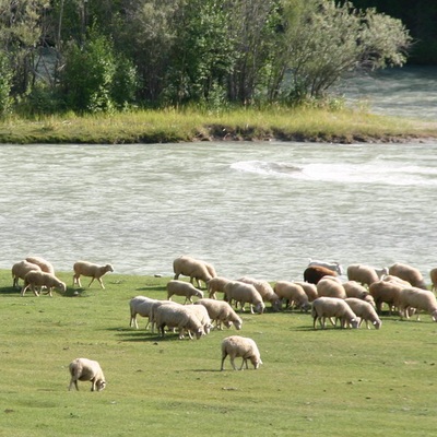 Алтай 2006