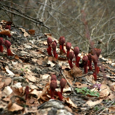 Весенний крым 2007