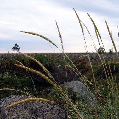 Соловецкие острова 2007