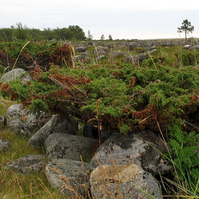 Соловецкие острова 2007