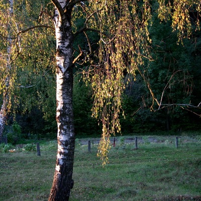 Денеши осенью. Взгляд из-под веревки.