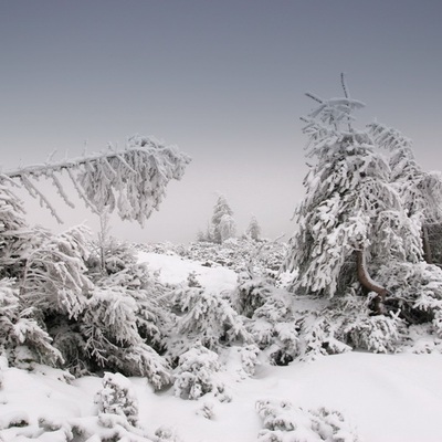 Драгобрат, январь 2009