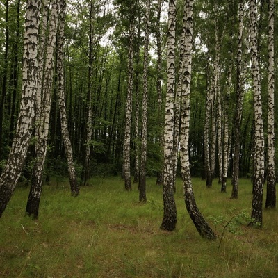 парк Ічнянський (2008)