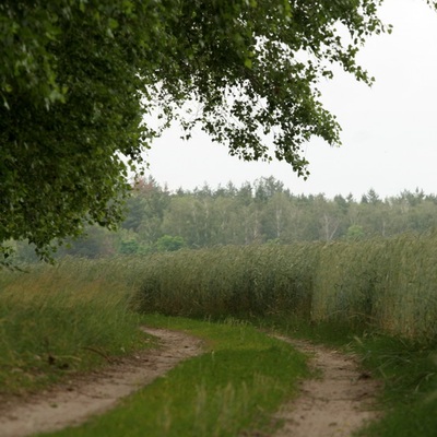 парк Ічнянський (2008)