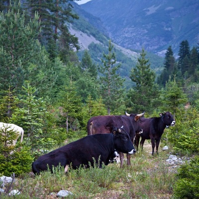 Грузия. Сванетия 2012