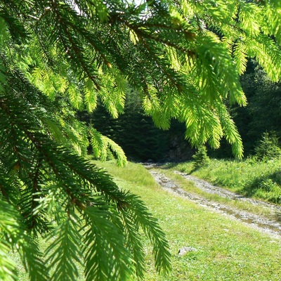 Алтай, Катунські білки (2008)