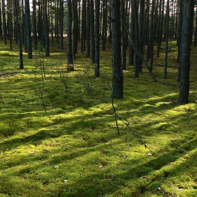 Незвідане Полісся (2013)