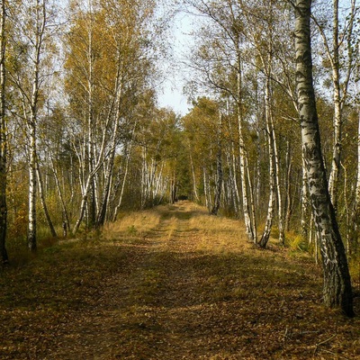 Дослідницьке Полісся (2014)