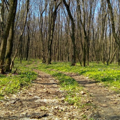 Весняний Трахтемирів