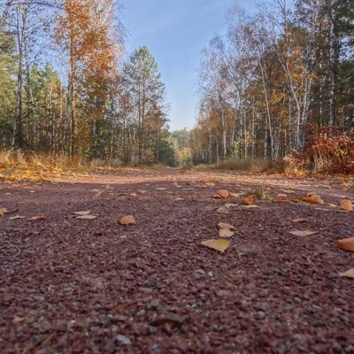 У Полісся за яблучками