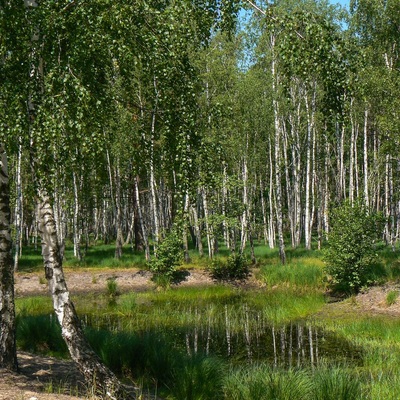 Дніпровсько-Тетерівський заповідник