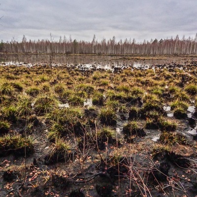 Поліська вузькоколійка