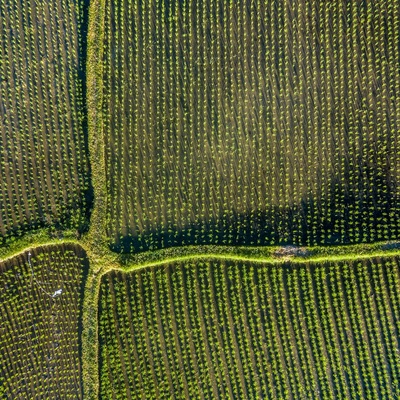 Indonesia. Bali. Ubud