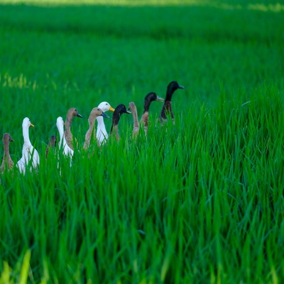 Indonesia. Bali. Ubud