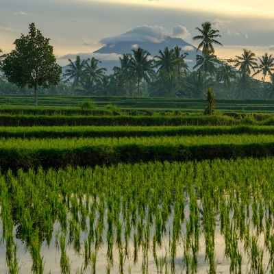 Indonesia. Bali. Ubud