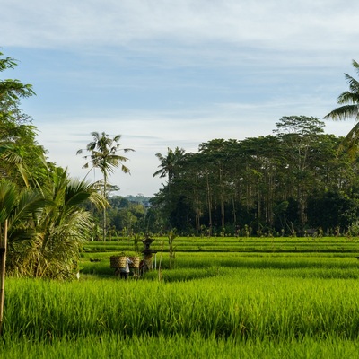 Indonesia. Bali. Ubud