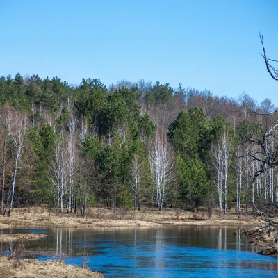 Поліський мокрац