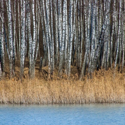 Поліський мокрац