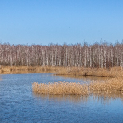 Поліський мокрац