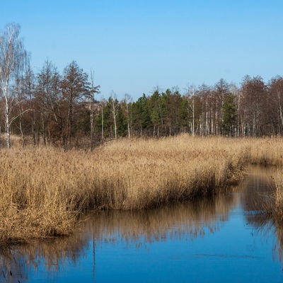 Поліський мокрац