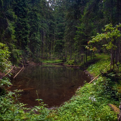 Транскарпатія