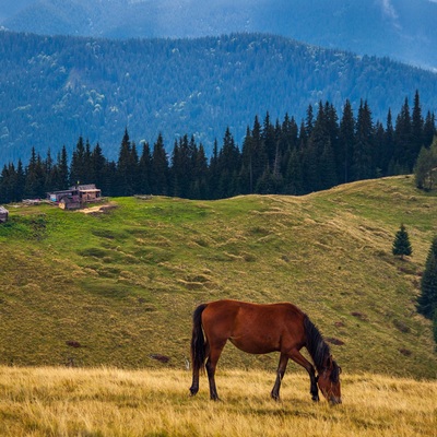 Транскарпатія