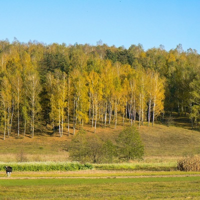 Різнокольорове Полісся