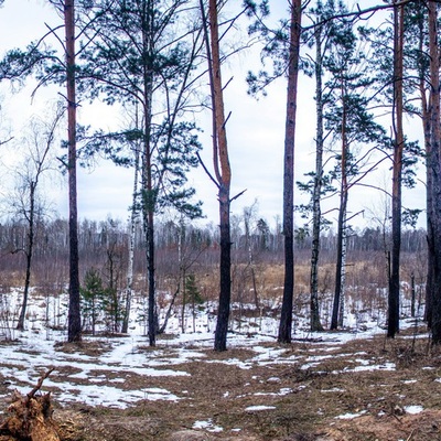 Білосніжна Лісова пісня