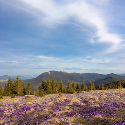 The Carpathian: Spring in Yaremche