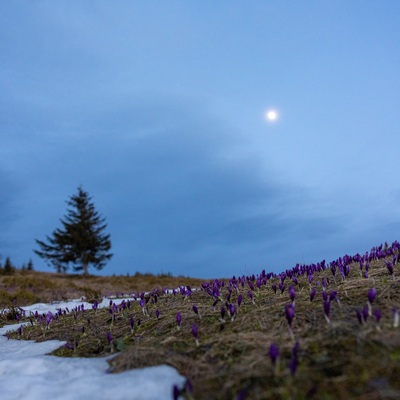 The Carpathian: Spring in Yaremche