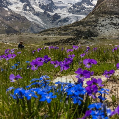 Switzerland: Alps